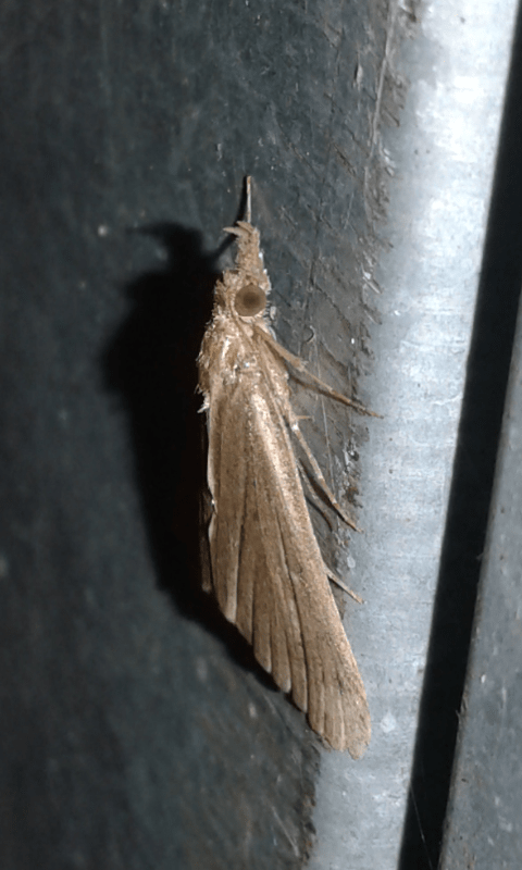 Erebidae : Hypena sp.? S